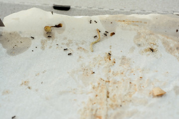 A discarded empty pizza box lies on the ground. in the box, the ants eat up the remains of human food. sunny day