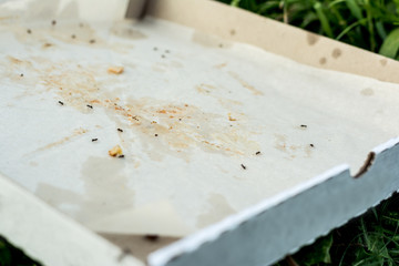 A discarded empty pizza box lies on the ground. in the box, the ants eat up the remains of human food. sunny day