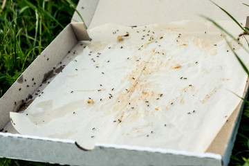 A discarded empty pizza box lies on the ground. in the box, the ants eat up the remains of human food. sunny day
