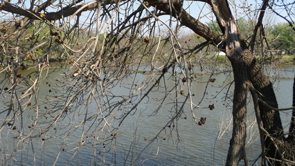 Invierno en la laguna