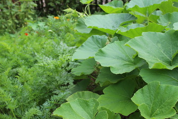 Gardening using permaculture principles, synergy between plants, nasturtium, pumpkins, dill. My organic garden 
