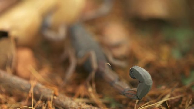 Close-up low angle racking focus of a large tropical rainforest deadly scorpion, centruroides mararitatus,  at a conservation zoo, Costa Rica