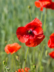 Papaver. Red poppies in the sunny meadow.