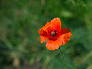 Papaver. Single red poppy flower ( Papaver ) close-up