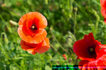 Papaver. Red poppies in the sunny meadow.