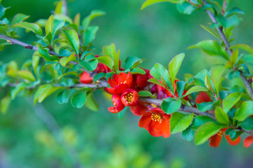 Flowering branch of chaenomeles japonica