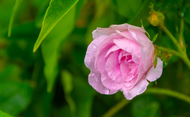 Obraz premium pink rose after the rain