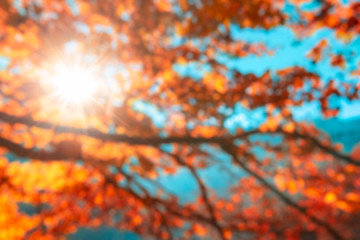Blurred autumn backdrop with tree branches and fall leaves