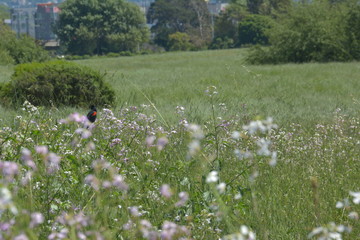 Fototapeta na wymiar Blackbird in field- Calm-Beautiful-California nature-landscape