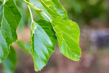 Green leaves of macro tree. Green tree leaves on dark background. tree leave. macro tree leaves