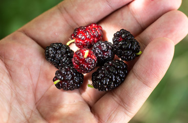 Mulberry in the hands of women. Black mulberry on the palm. Red mulberry on the palm. Red mulberry in hand. Mulberry on the palm