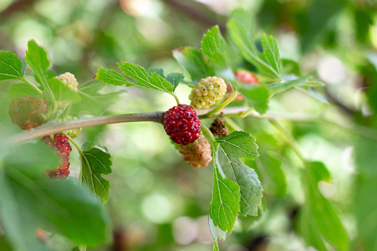 Mulberry tree. Black ripe and red unripe mulberries on the branch. Red purple mulberries on tree. Fresh mulberry. Black mulberry grows on a tree