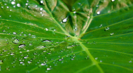 water drops on green leaf