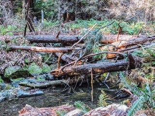 Muir woods national monument. San Francisco.