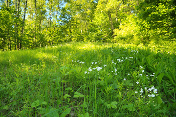 Fototapeta premium Sunny landscape with stellaria, spring warm day.