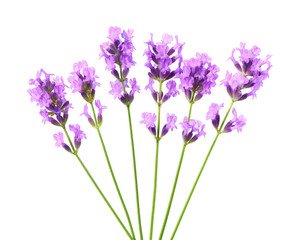 Naklejka premium Lavender blooming isolated on a white background.