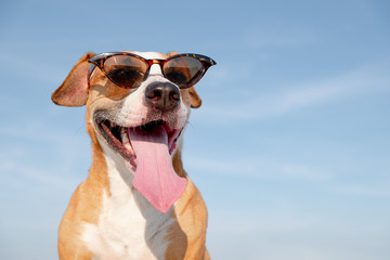 Fototapeta na wymiar Funny dog in sunglasses outdoors in the summer. Cute staffordshire terrier posing and smiling, summer vacation and holidays concept