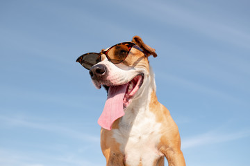 Funny dog in sunglasses portrait, hero shot. Cute staffordshire terrier posing in retro eyeglasses and smiling, summer vacation and holidays concept