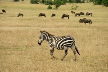 zebra in masai mara national park kenya africa
