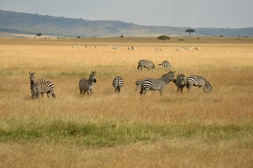 Fototapeta na wymiar herd of zebras in africa
