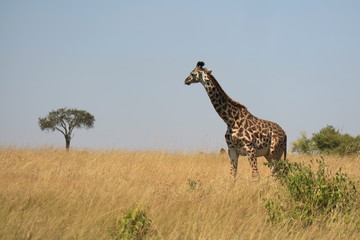 giraffe in africa