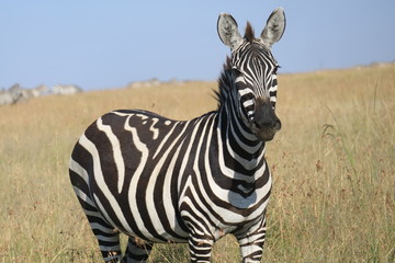 zebra in masai mara national park kenya africa