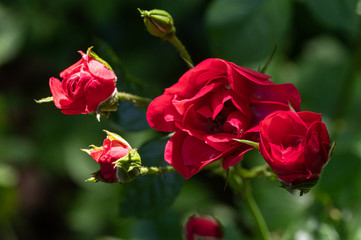 Red Rose