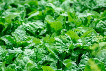 green beet leaves on a farm plantation