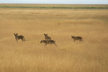 Lions on the plains