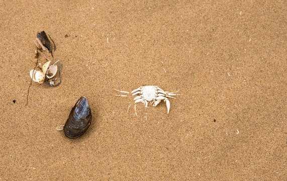 Crab shells and seashells washed up on a beach