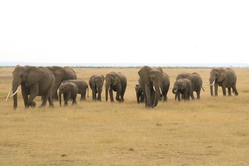 Fototapeta premium herd of elephants