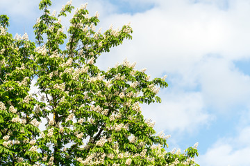 Fototapeta premium Flowering chestnut tree. Flowering chestnut against the blue sky.