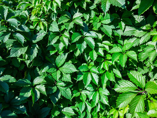 curly girlish grapes (lat. Parthenocissus) growing on a vertical wall