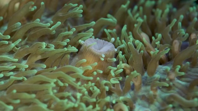 Close-up of polyps Short tentacle plate coral (Cycloseris tenuis). Super macro 2:1, underwater shot, 4K / 50fps, underwater shots