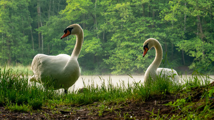 A beautiful white swans on the shore of the lake.