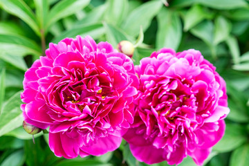 peony flowers are photographed close-up. Flowers near home.
