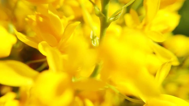 Close up of colored flowers of canola. Blooming yellow rapeseed flower