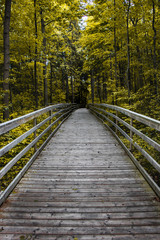 Obraz premium Wooden walkway - fall