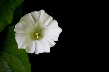 Fototapeta na wymiar Easy Wave White Petunia flowers on black background (Petunia Axillaris).