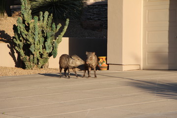 Fototapeta premium 2 Javelina in Scottsdale Arizona