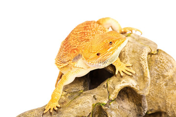 Bearded dragon in movement