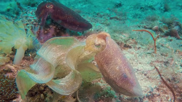 Broadclub Cuttlefish & Other Filipino Cuttlefish On Philippines Coral Reef Seabed