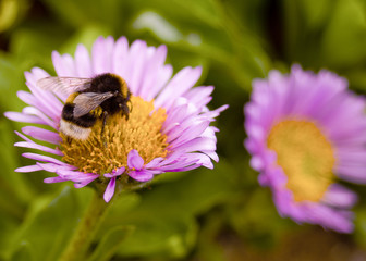 Close up pattern of a honey bee