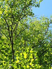 green leaves of birch tree in spring
