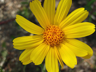 yellow flower snow arnica 
