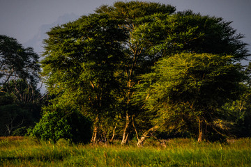 Abendsonne am Shire River