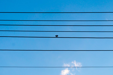 Lonely bird in electrical wires under blue sky