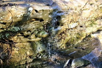 stream in the forest