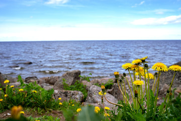 A bush of yellow dandelion against the background of the blue Baltic Sea. Gulf of Finland. Mountain sea shore flower bush landscape. Sea  panorama.