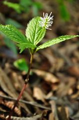 Fototapeta premium ヒトリシズカ